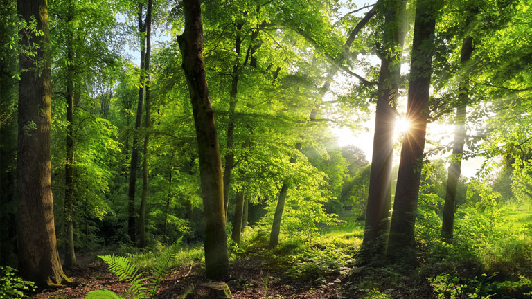 Green trees with the sun shining through to represent resource conservation from lead battery recycling.